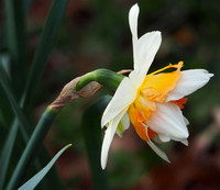 Daffodil d'Or