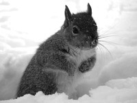 Snow  Squirrel
