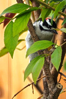 Woodpecker, Downy