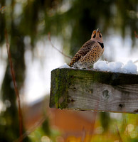 Woodpecker, Northern Flicker