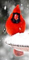 Captivating Cardinal