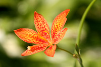Tangerine Tiger Lily