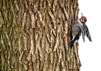 Woodpecker, Yellow-bellied Sapsucker