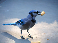 Bossy Blue Jay
