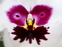 Ooh la la Orchid