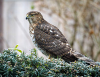 Harrowing Hawk