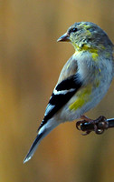 Glorious Goldfinch