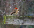 Woodpecker, Northern Flicker
