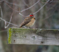 Woodpecker, Northern Flicker