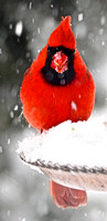 Captivating Cardinal