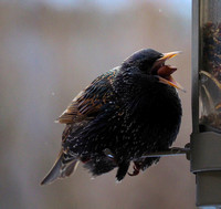 Scavenging Starling & Bullying Blackbird